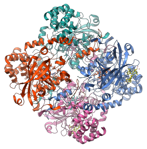 https://commons.wikimedia.org/wiki/File:Catalase_Structure.png