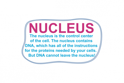 https://rockedu.rockefeller.edu/wp-content/uploads/2019/01/Escape-the-Cell-nucleus-400x267.png