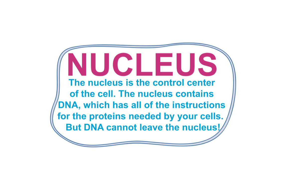 https://rockedu.rockefeller.edu/wp-content/uploads/2019/01/Escape-the-Cell-nucleus.png