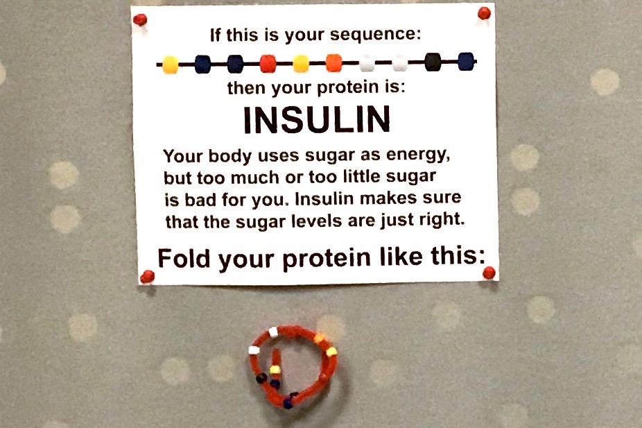 https://rockedu.rockefeller.edu/wp-content/uploads/2019/01/IMG_4331-insulin.jpg