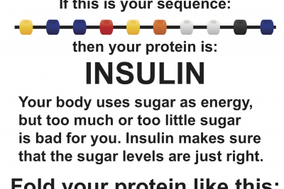 https://rockedu.rockefeller.edu/wp-content/uploads/2019/01/Puzzle-3_protein-folding-Insulin-400x267.png