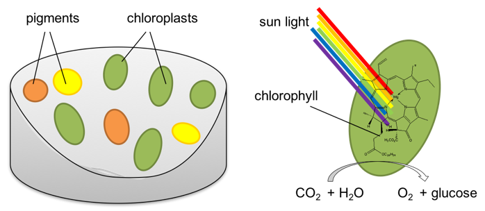 chlorophyll in plants diagram