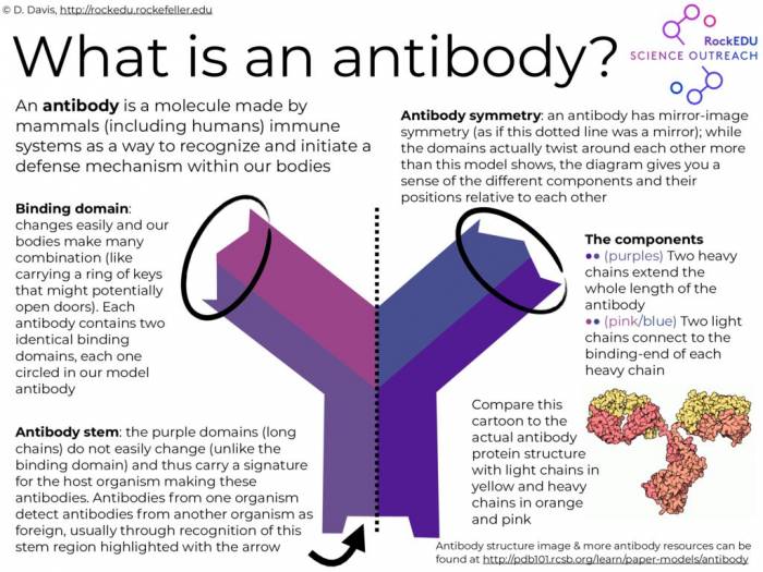 Antibody EXPLAINED
