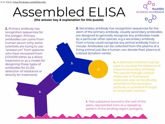 ELISA puzzle ASSEMBLED