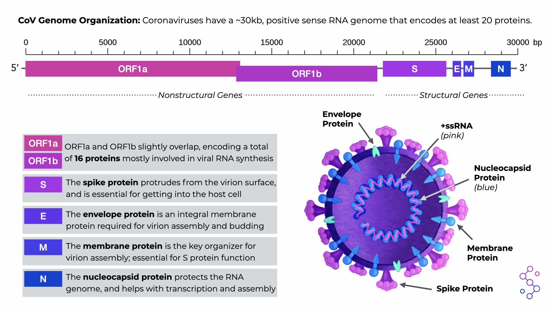 Сегодня сколько коронавирус москвы. Human Genome Organization. Коронавирус геном. Геном человека и коронавирус. Структура коронавируса.