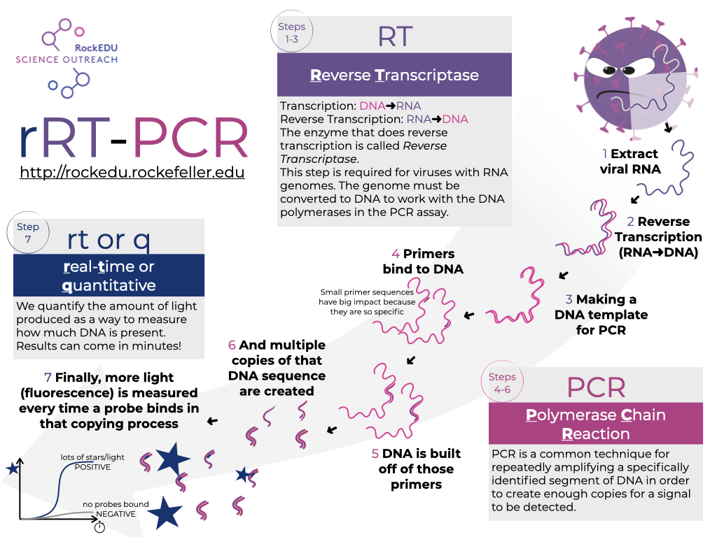 Pcr rt RT PCR