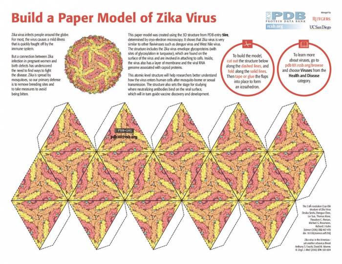 zika-paper-model