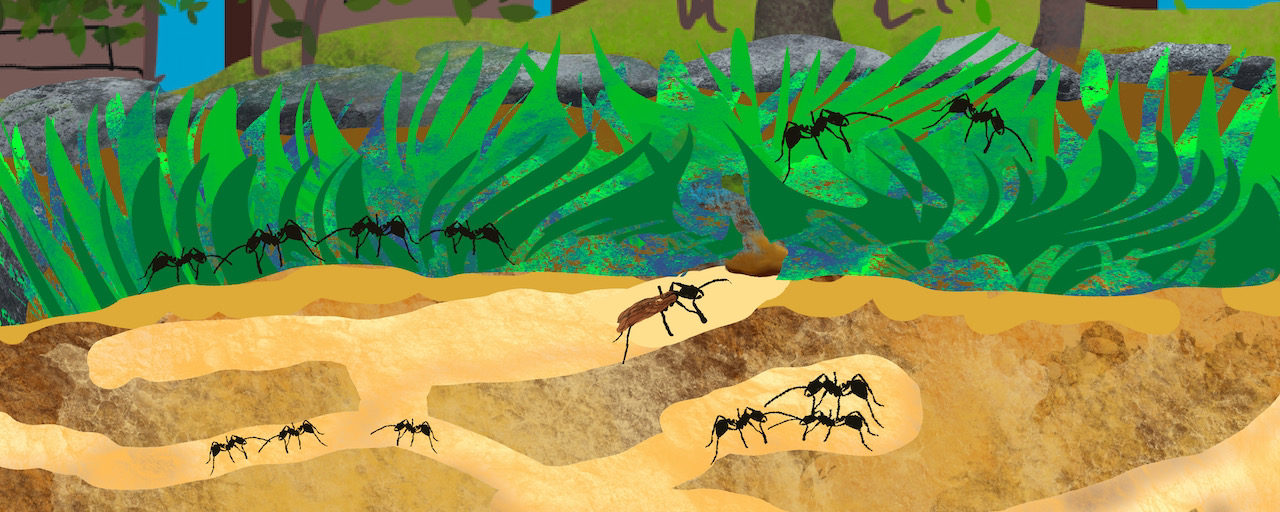 What Do You Know About Ants 