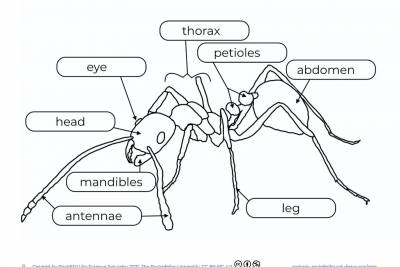 https://rockedu.rockefeller.edu/wp-content/uploads/2021/04/Know-Ant-Coloring-Labeled-400x267.jpg