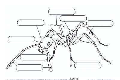 https://rockedu.rockefeller.edu/wp-content/uploads/2021/04/Know-Ant-Coloring-To-Label-400x267.jpg