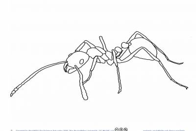 https://rockedu.rockefeller.edu/wp-content/uploads/2021/04/Know-Ant-Coloring-Unlabeled-400x267.jpg