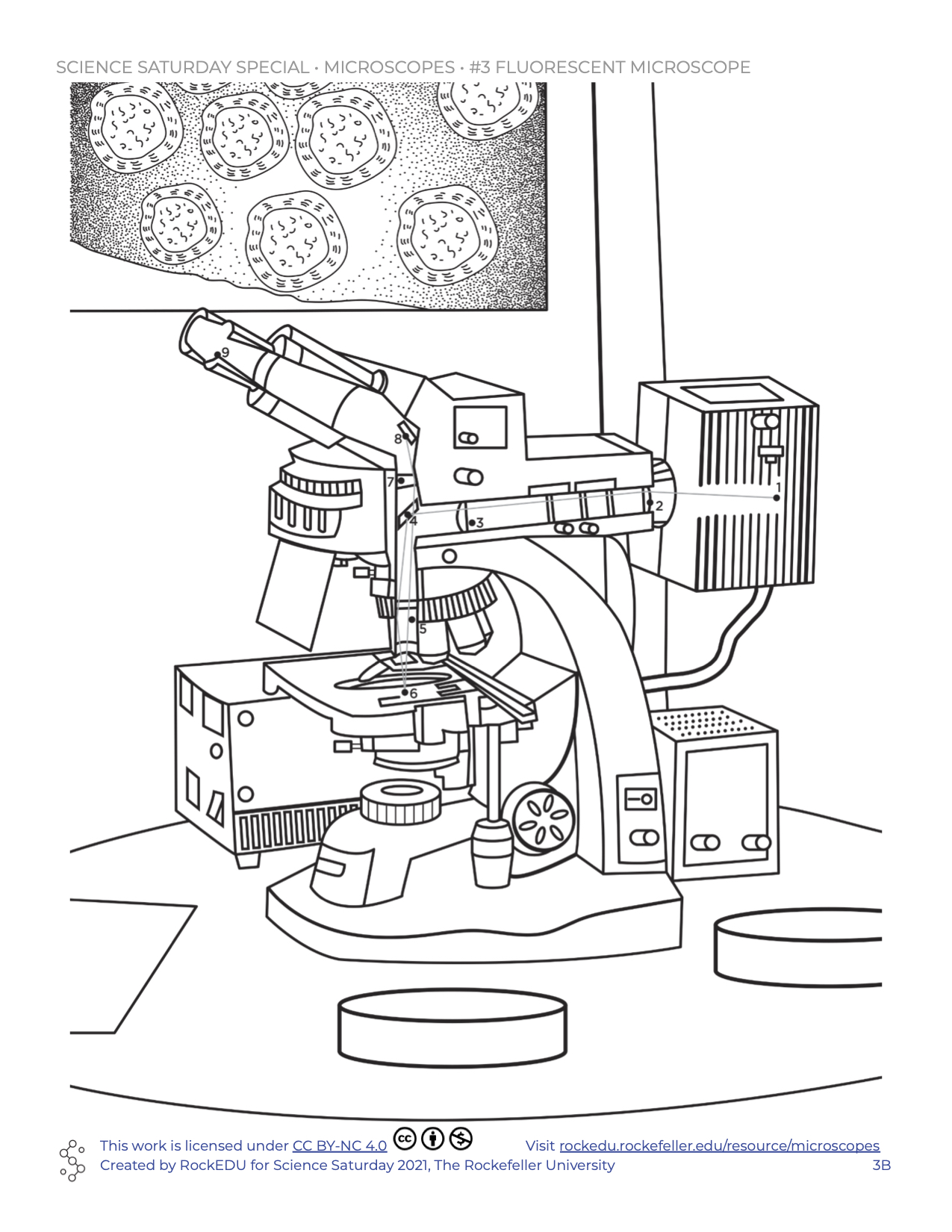 https://rockedu.rockefeller.edu/wp-content/uploads/2021/04/Microscope-Coloring-Fluorescent.jpg