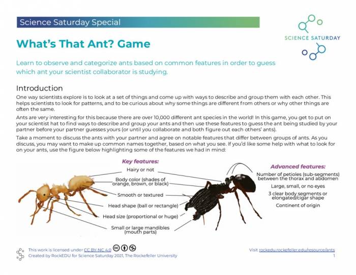 Show-What's That Ant Game