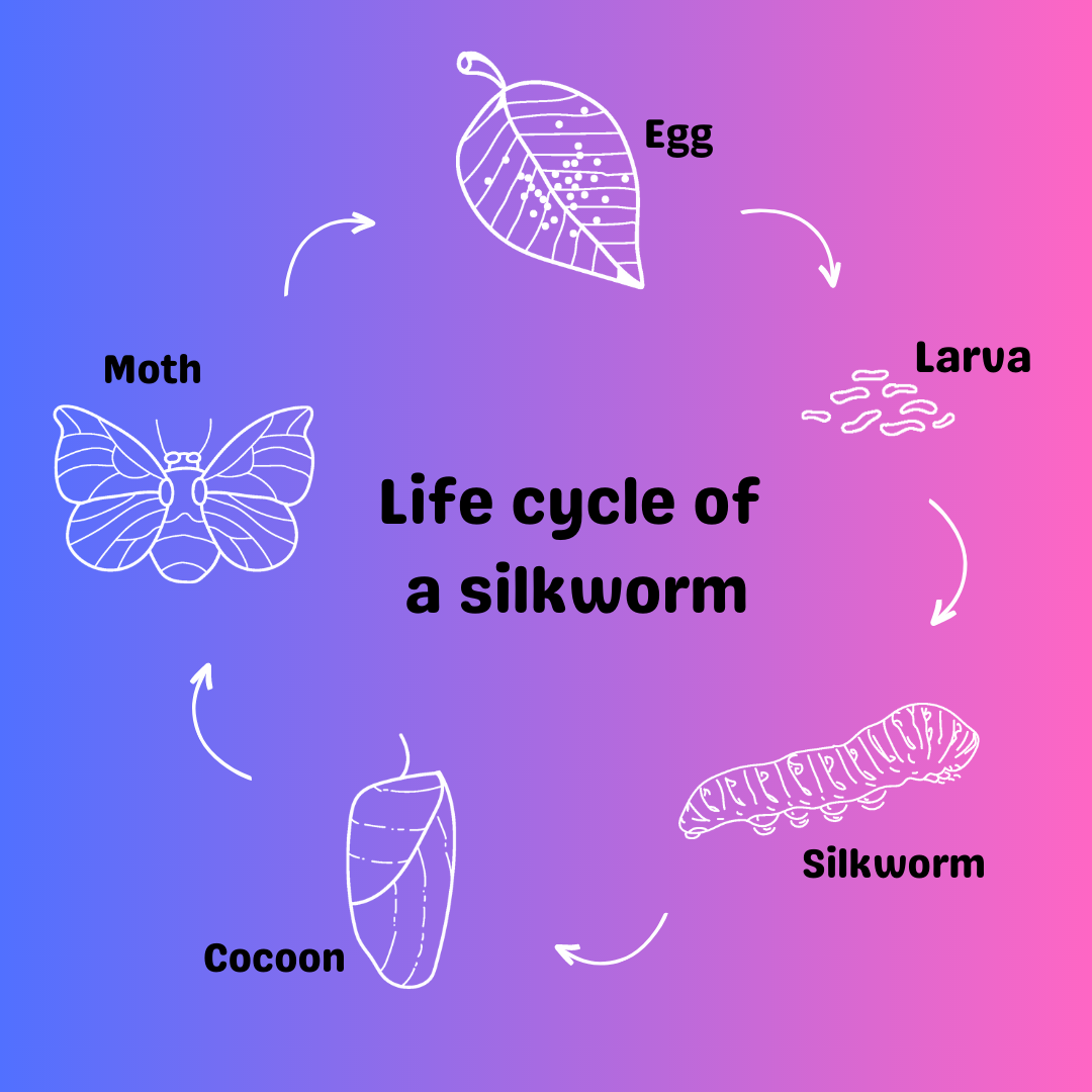 Introduction to Silkworms