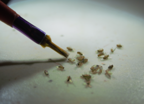 Several flies anesthetized and resting on a surface are being pushed with a paintbrush