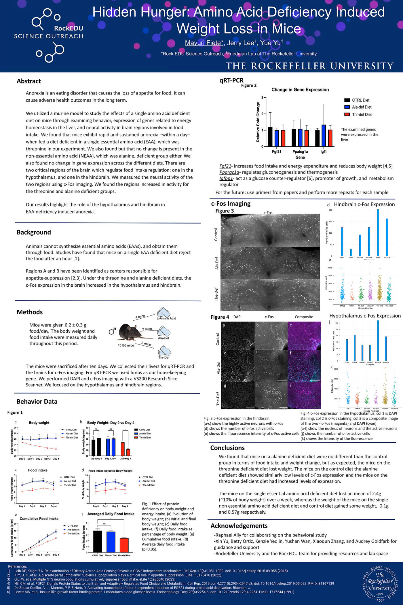 Hidden Hunger: Amino Acid Deficiency-Induced Weight Loss in Mice