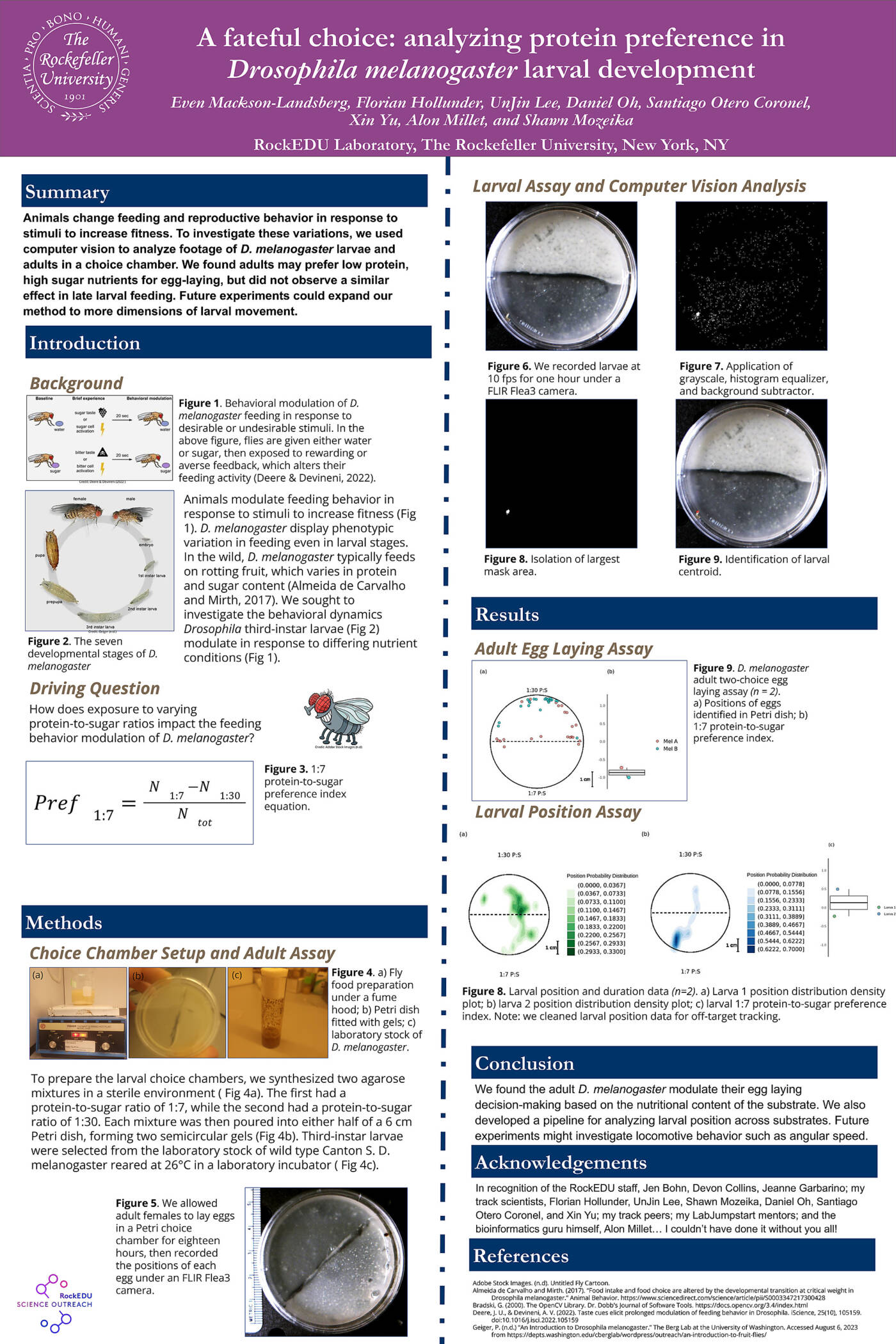 A Fateful Choice: Analyzing Protein Preference in Wild-Type Drosophila melanogaster Development