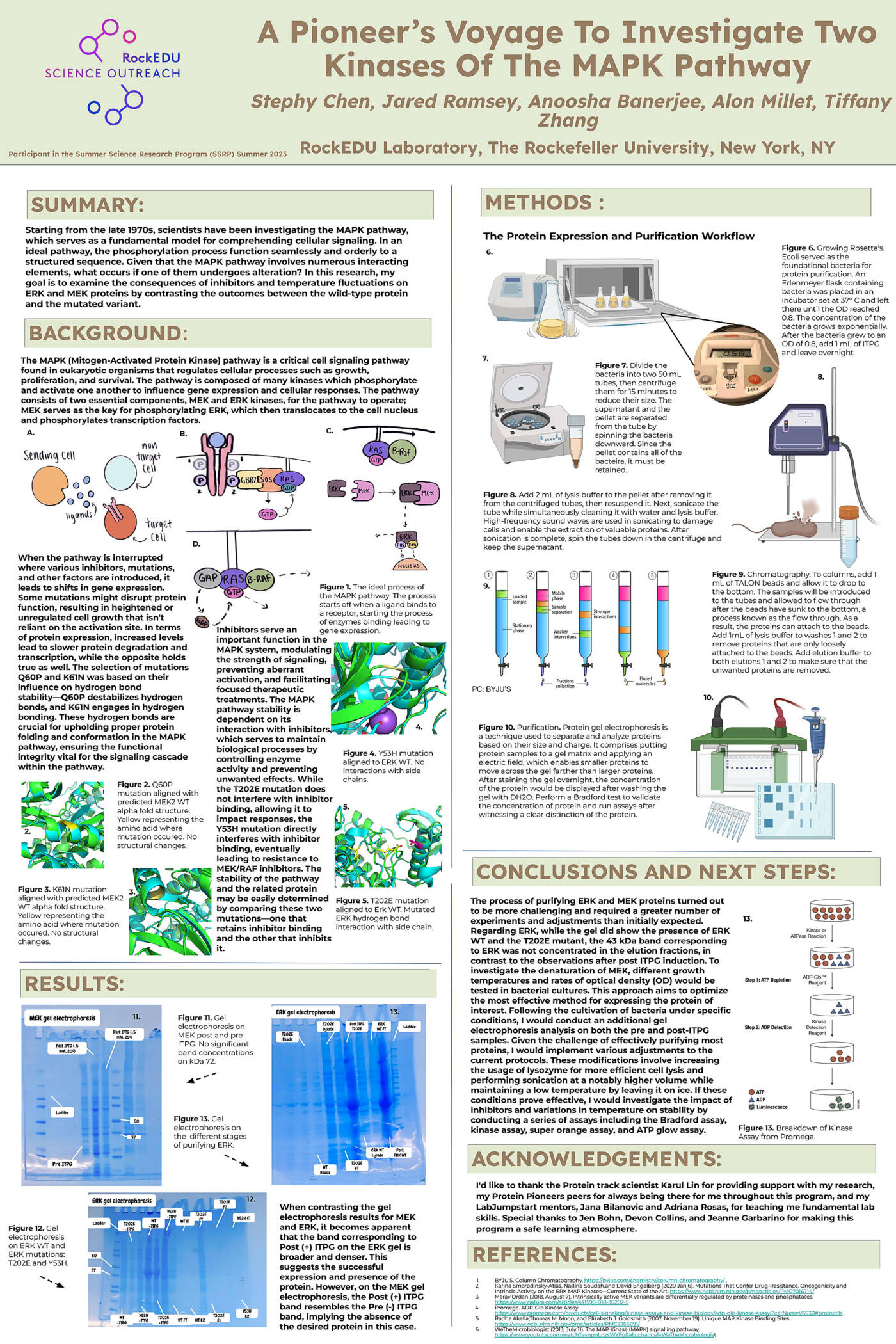 A Pioneer’s Voyage to Investigate Two Kinases of the MAPK Pathway