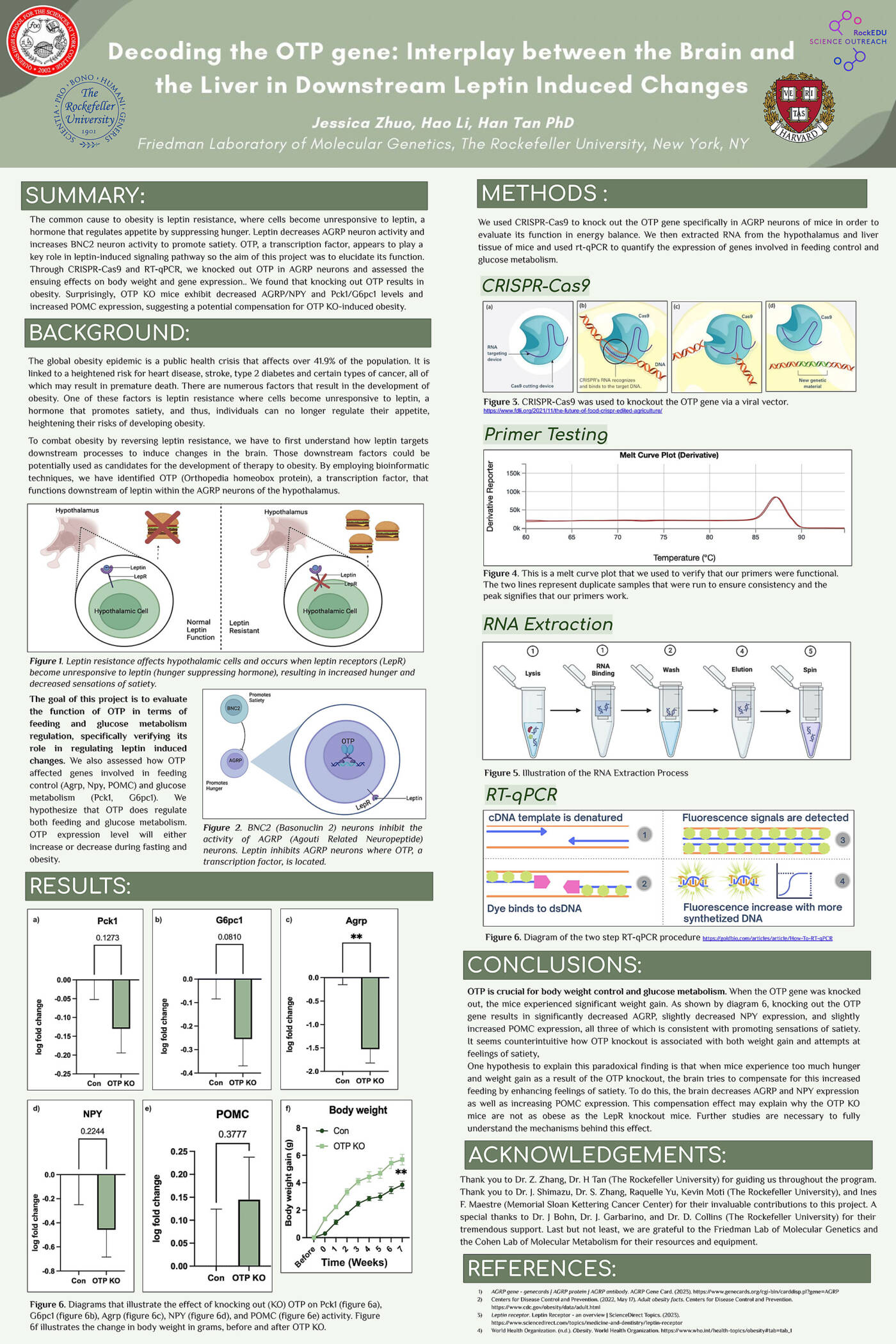 Decoding the OTP Gene: Interplay Between the Brain and the Liver in Downstream Leptin Induced Changes
