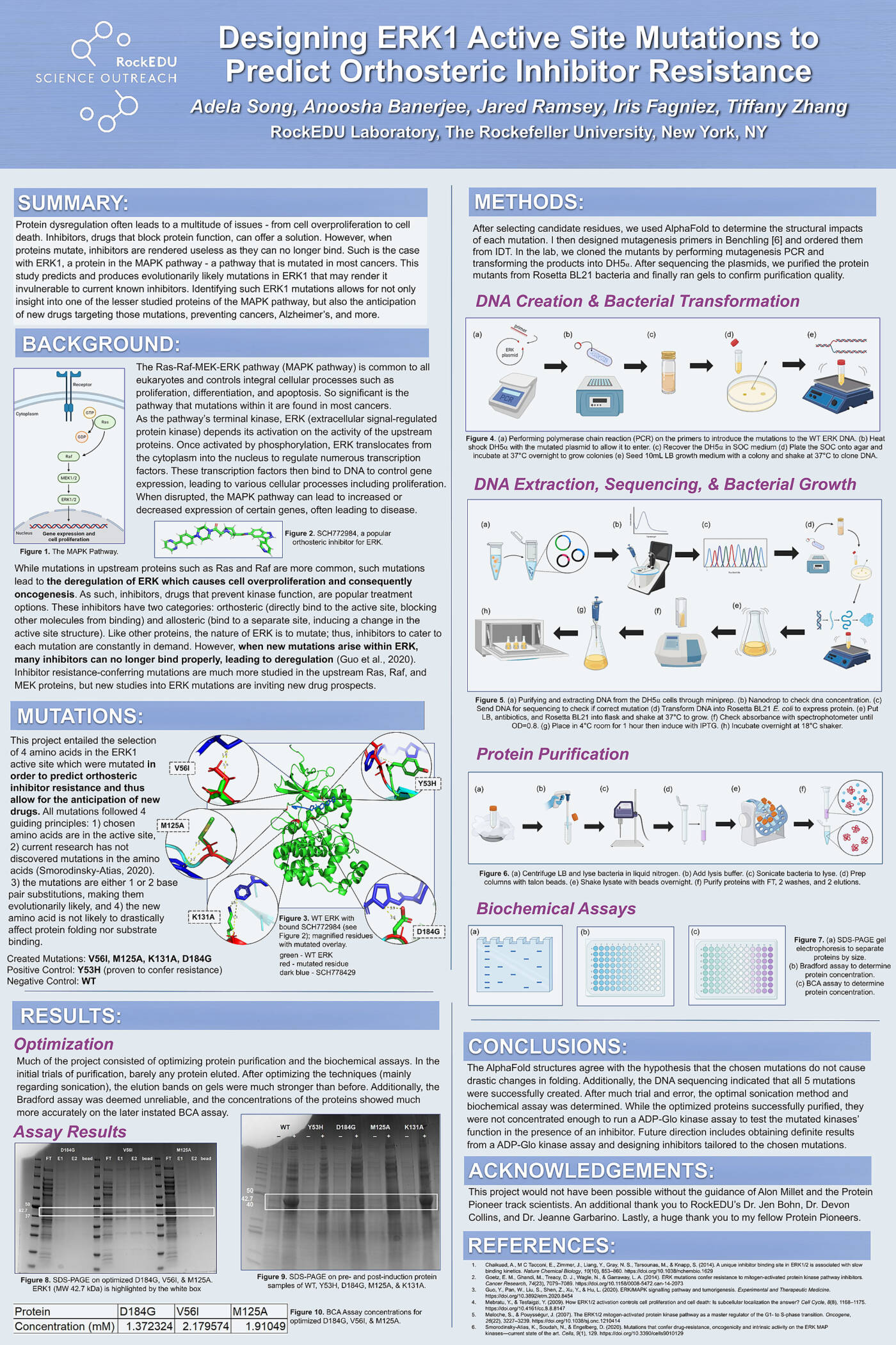 Designing ERK1 Active Site Mutations to Predict Orthosteric Inhibitor Resistance