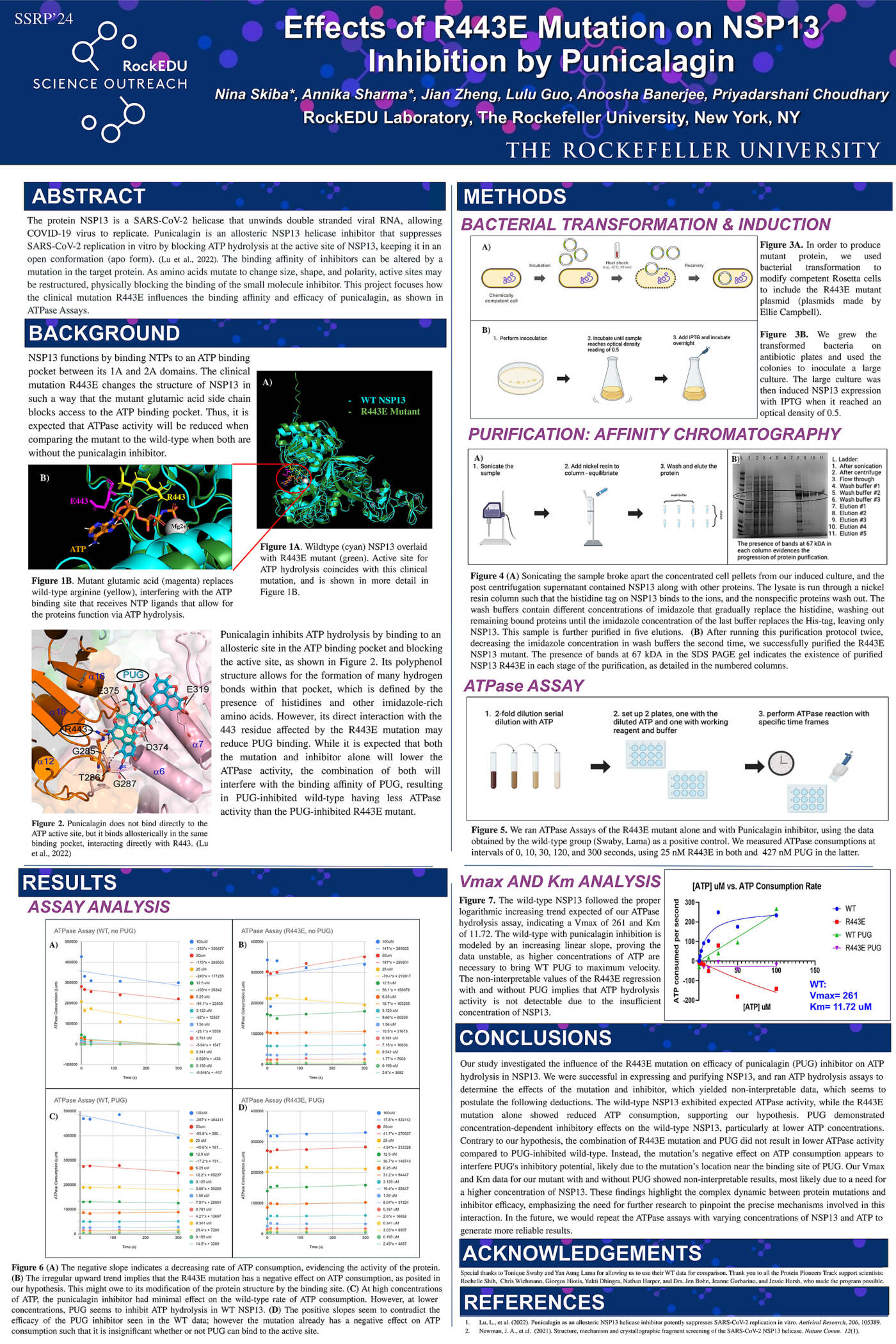 Effects of R443E Mutation on NSP13 Inhibition by Punicalagin