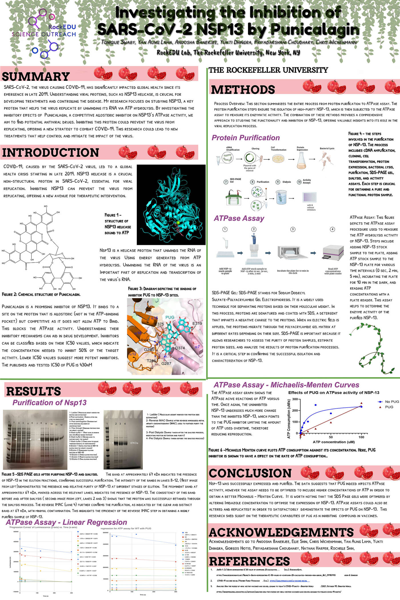 Investigating the Inhibition of SARS-CoV-2 NSP13 by Punicalagin