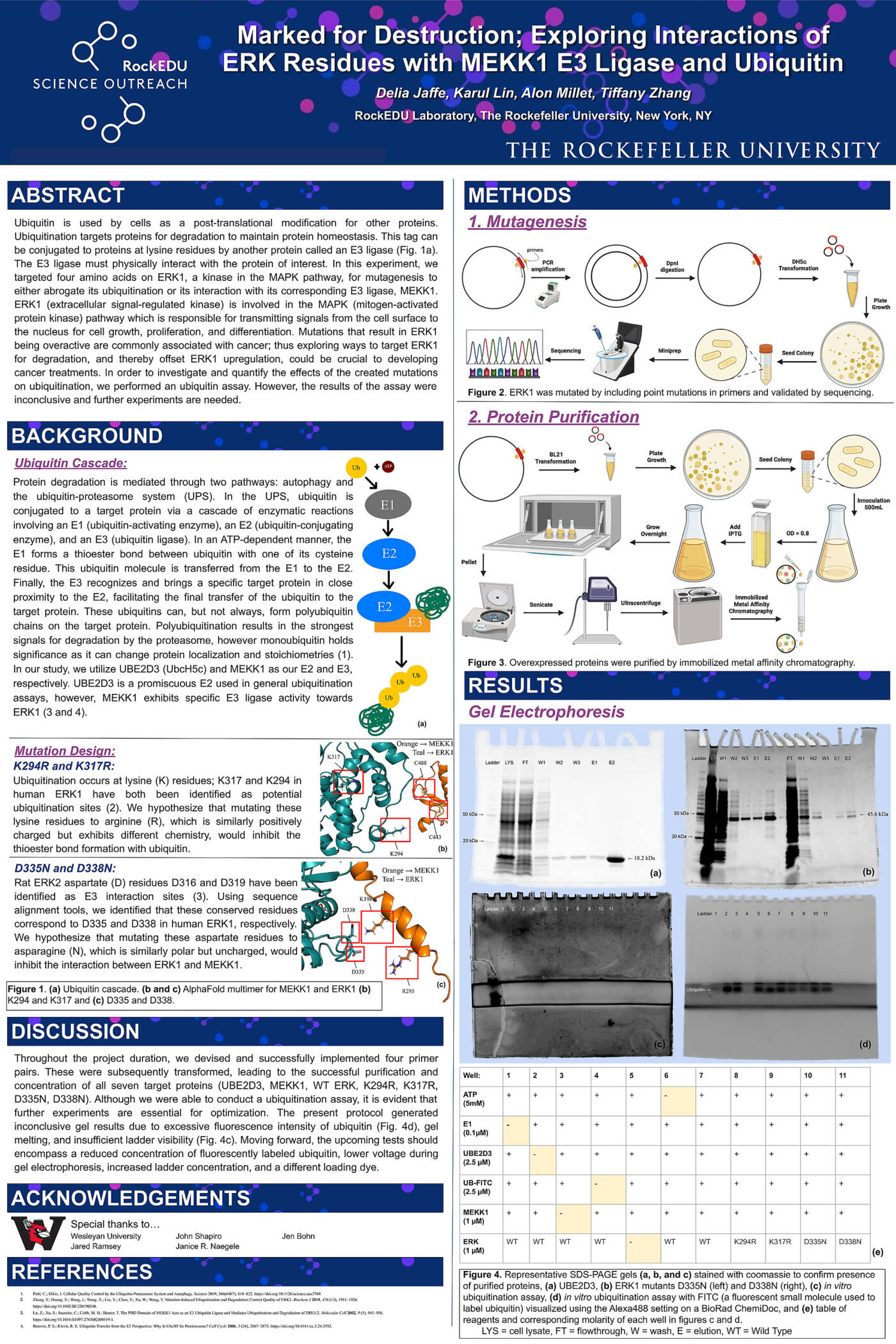 Marked for Destruction; Exploring Interactions of ERK Residues with MEKK1 E3 Ligase and Ubiquitin