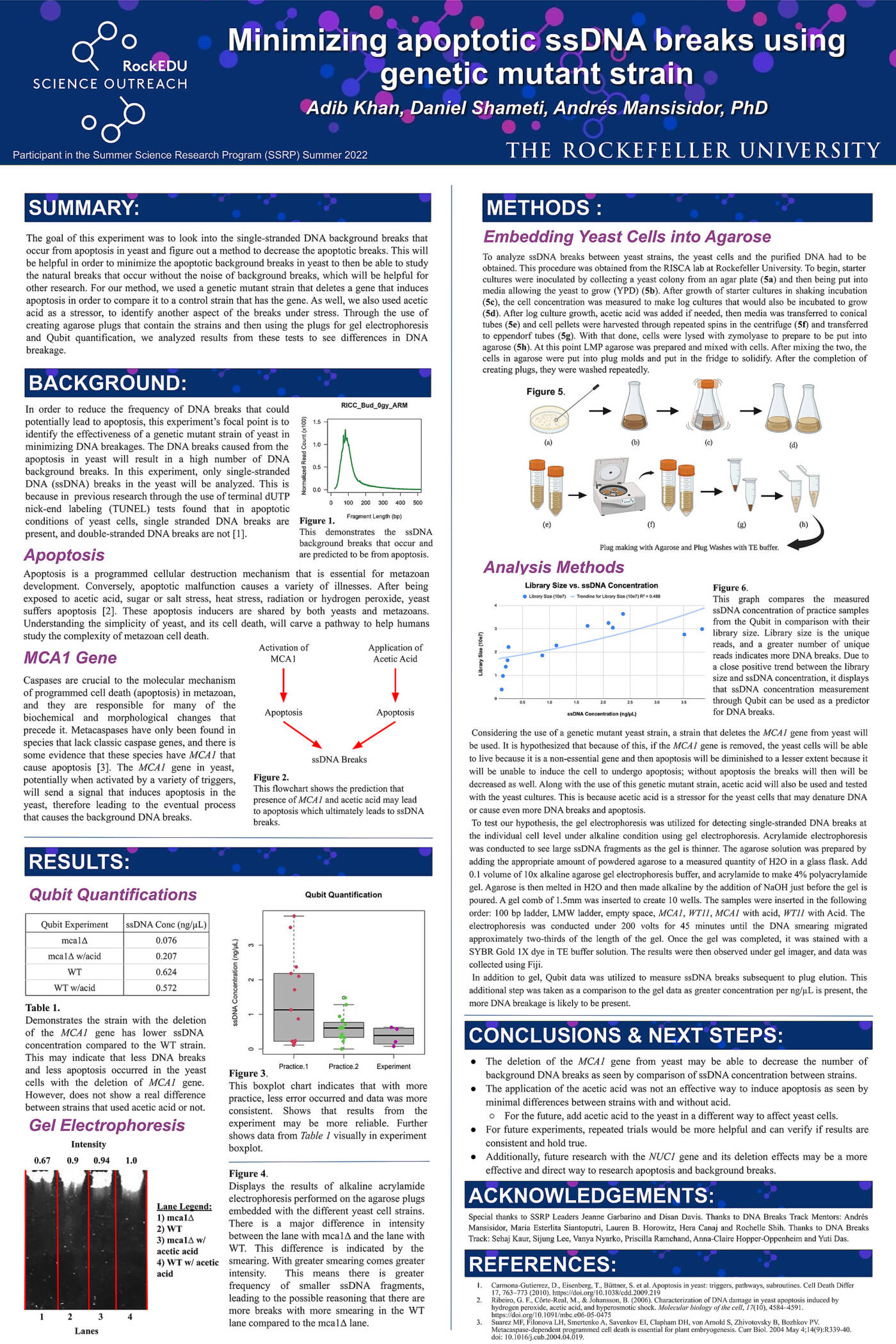 Minimizing Apoptotic ssDNA Breaks Using Genetic Mutant Strain