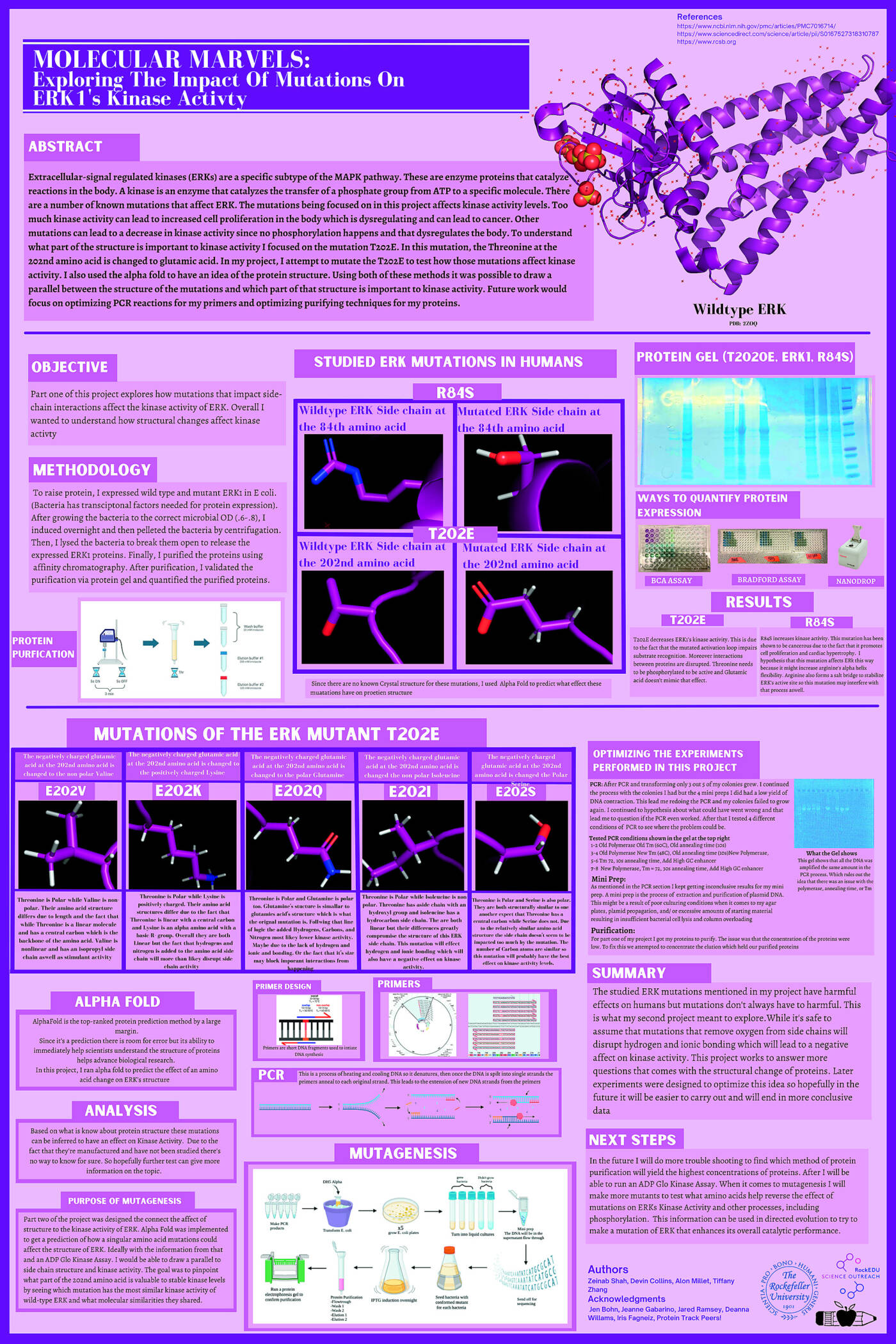 Molecular Marvels: Exploring the Impact of Mutations on ERK1's Kinase Activity