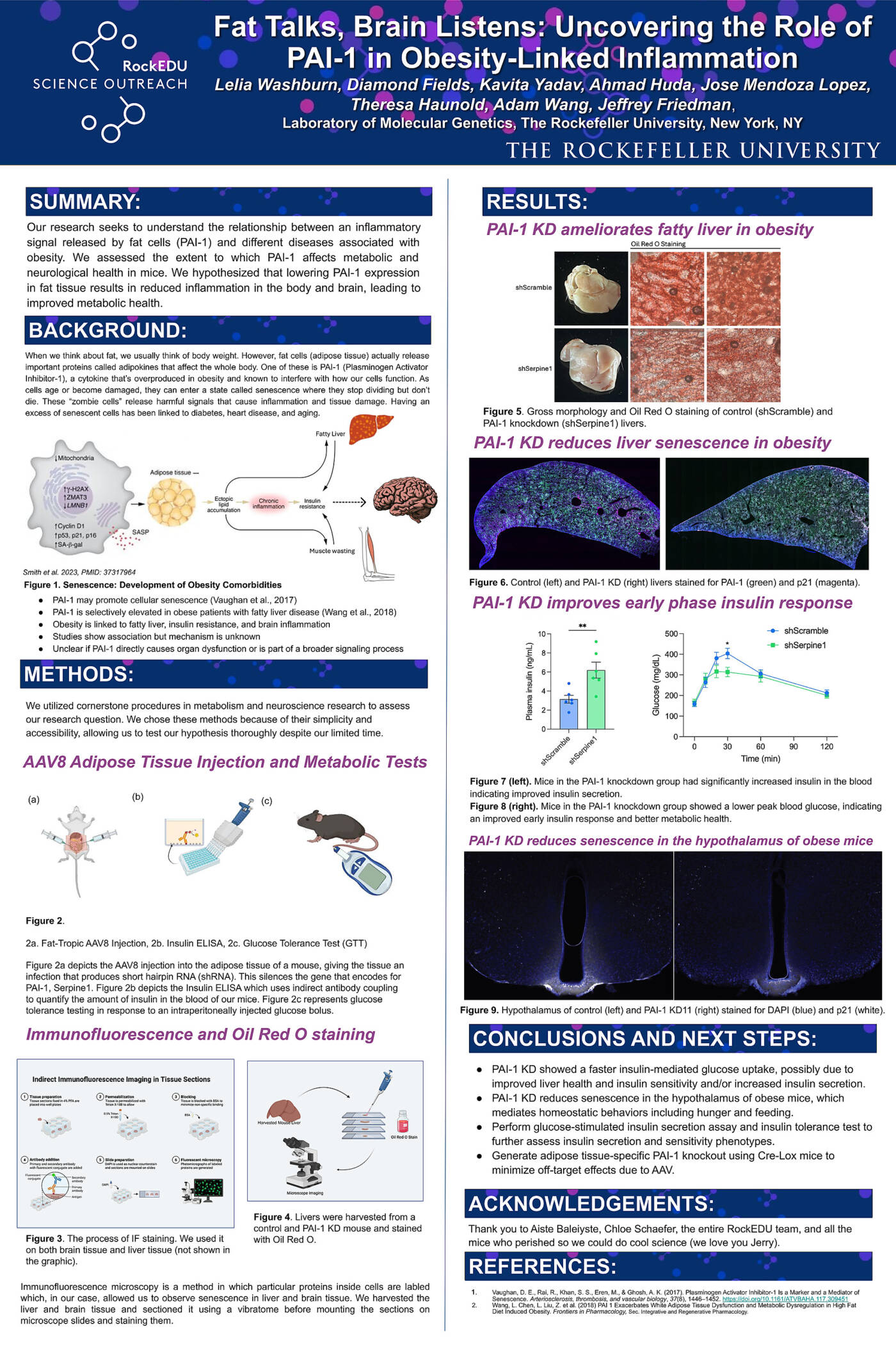 Uncovering The Role of PAI-1 in Obesity-Linked Inflammation