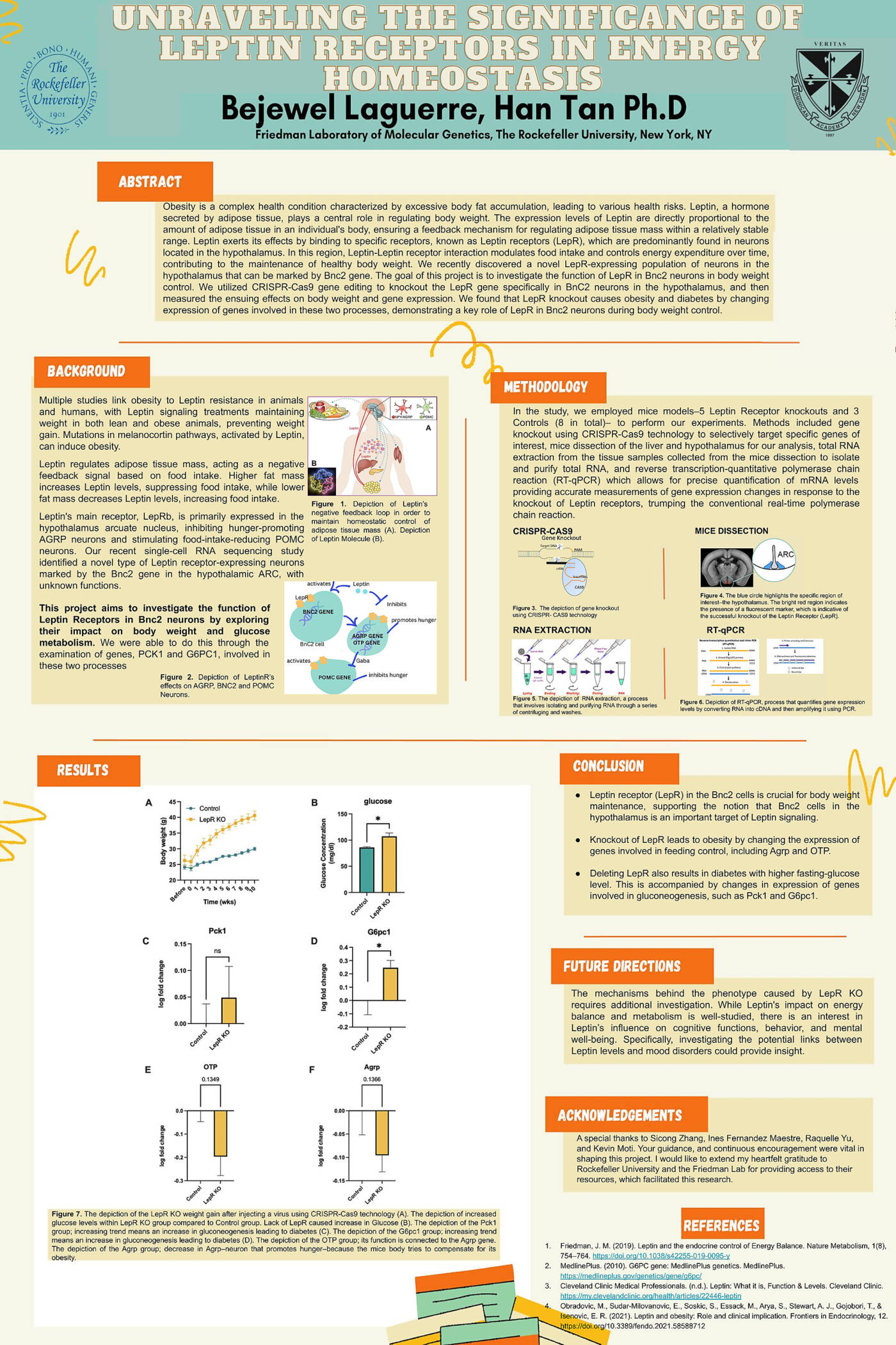 Unraveling the Significance of Leptin Receptors