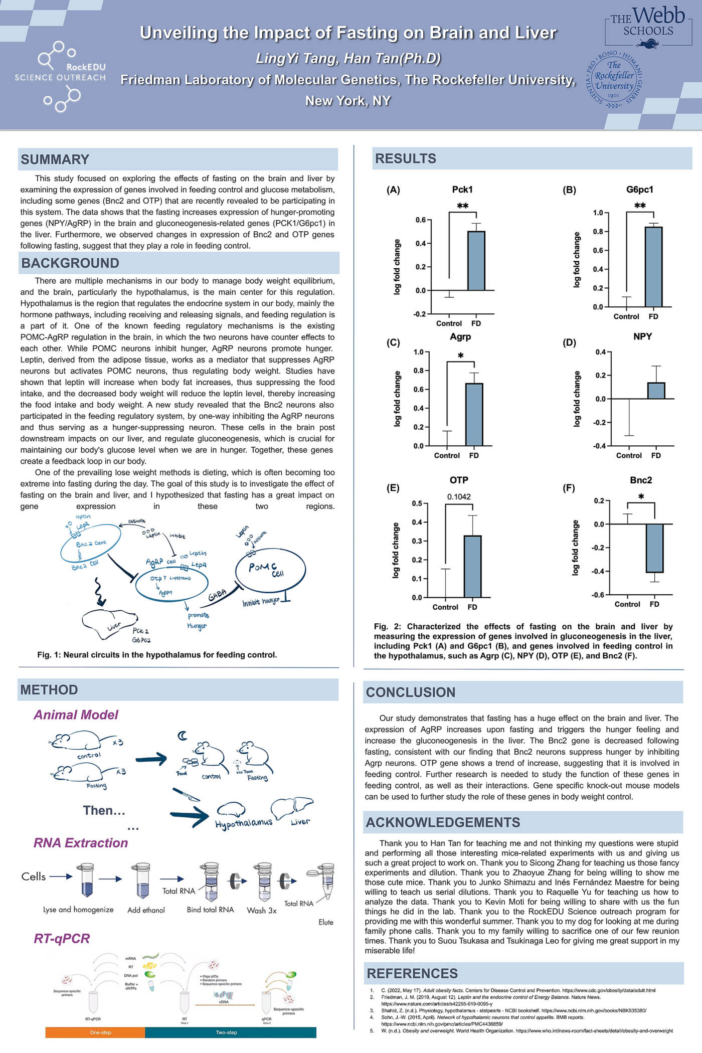 Unveiling the Impact of Fasting on Brain and Liver