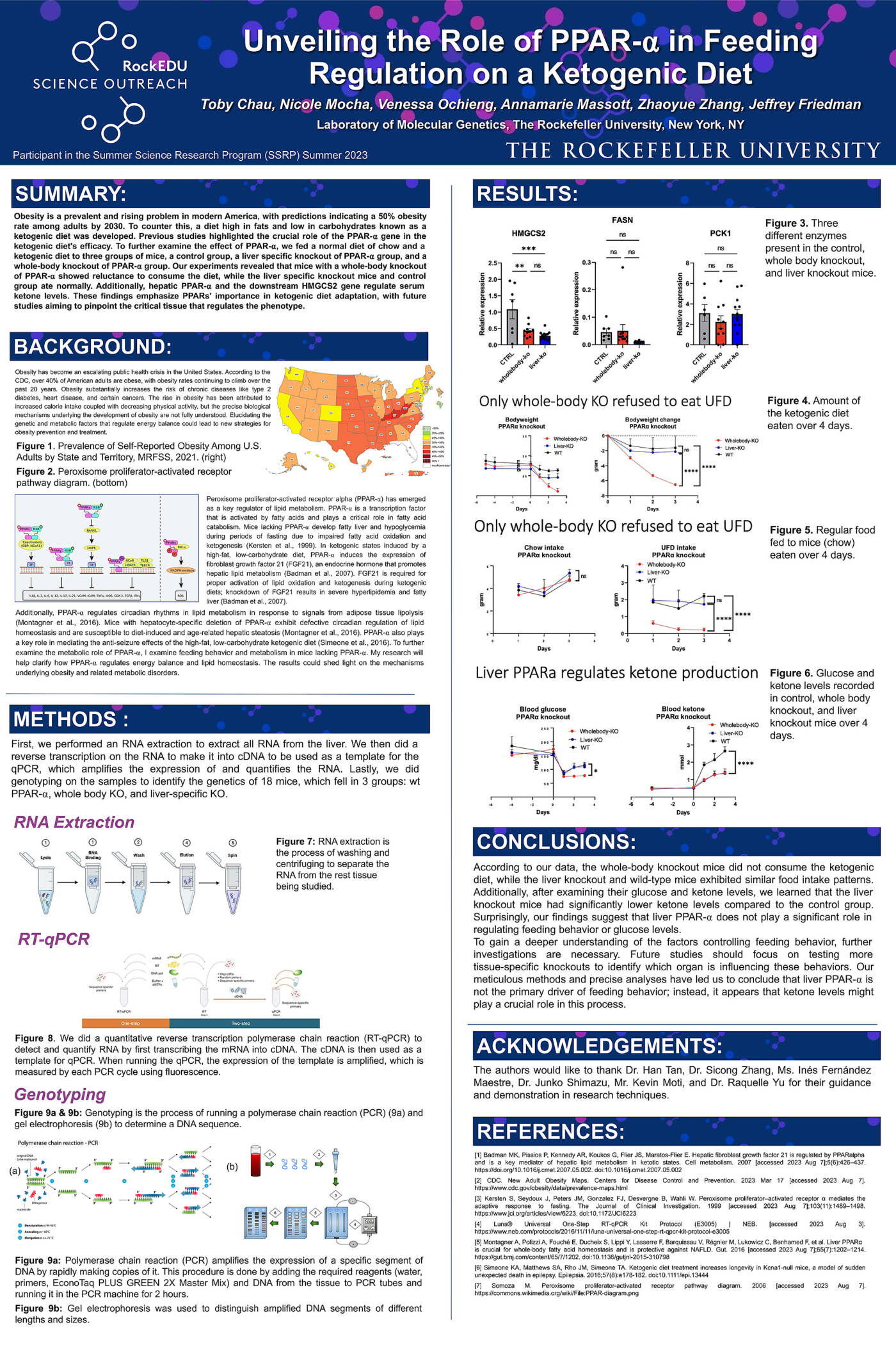 Unveiling the Role of PPAR-⍺ in Feeding Regulation on a Ketogenic Diet