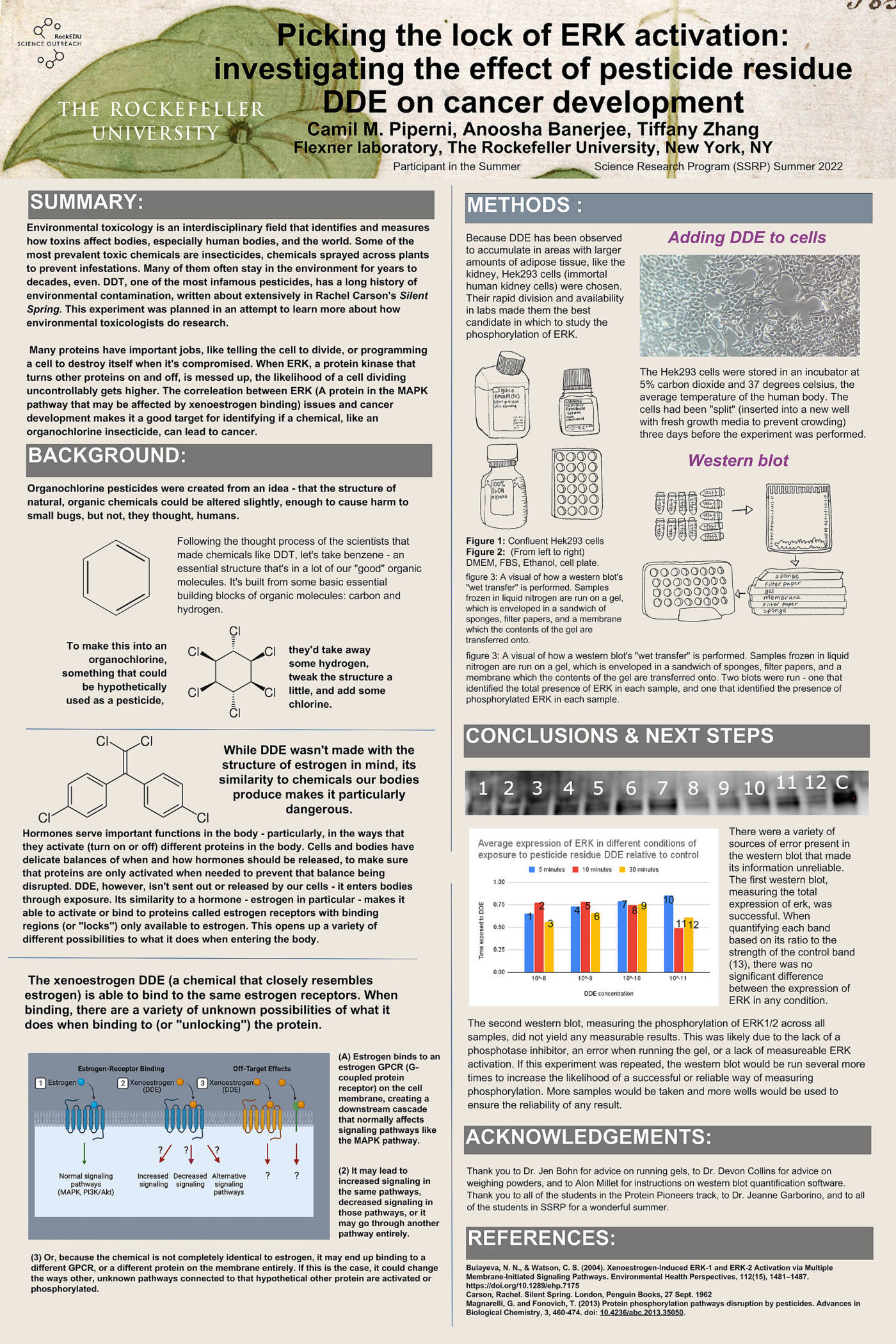 Picking the Lock of ERK Activation: Investigating the Effect of Pesticide Residue DDE on Cancer Development