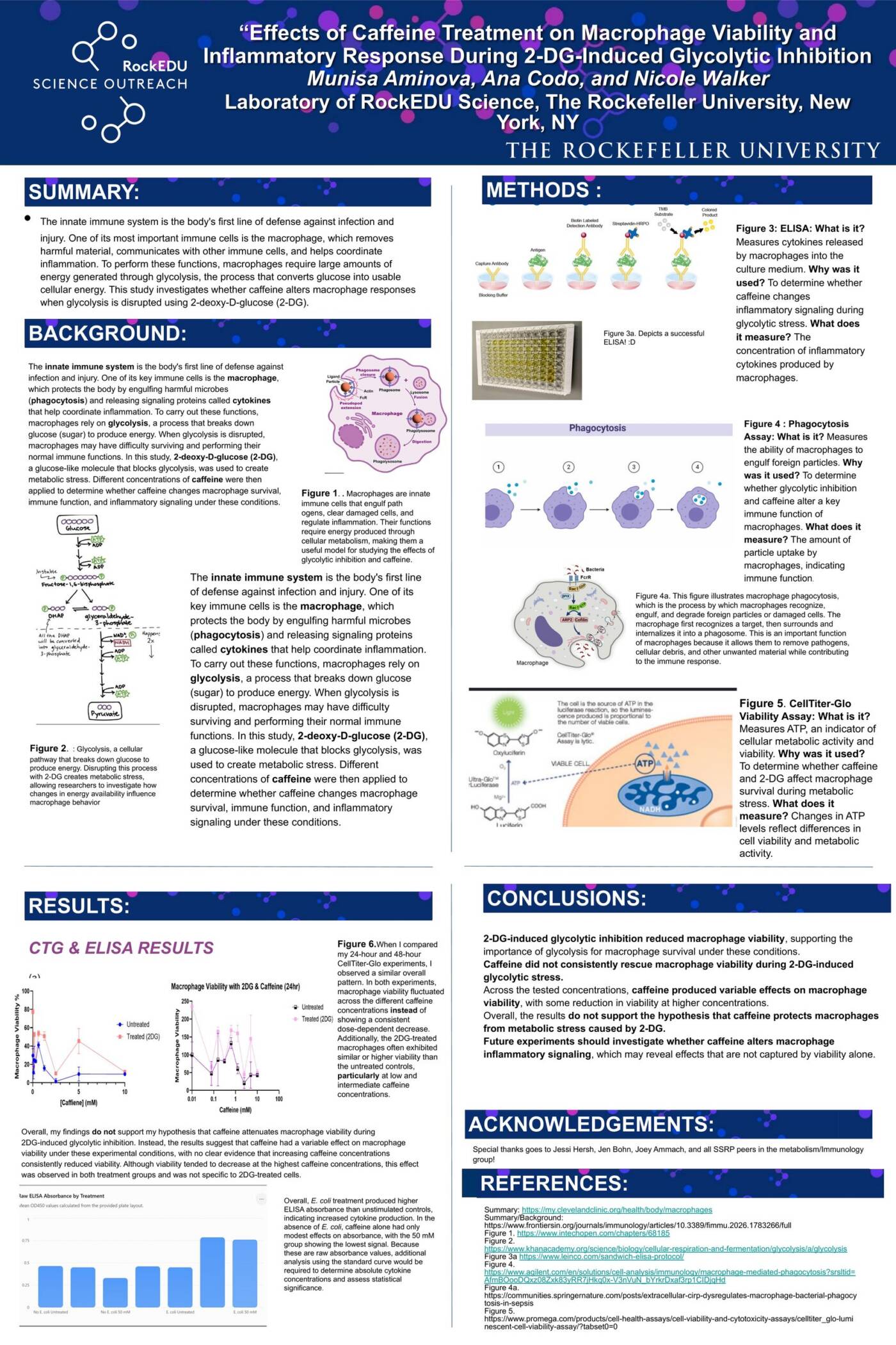 Effects of Caffeine Treatment on Macrophage Viability and Inflammatory Response During 2-DG-Induced Glycolytic Inhibition