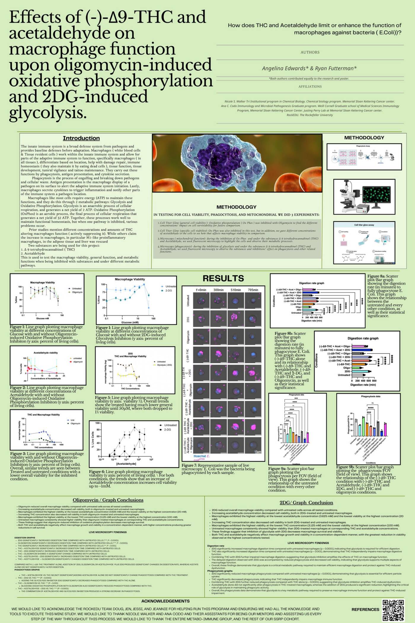 Effects of THC and acetaldehyde on macrophage function upon oligomycin-induced oxidative phosphorylation and 2DG-induced glycolysis