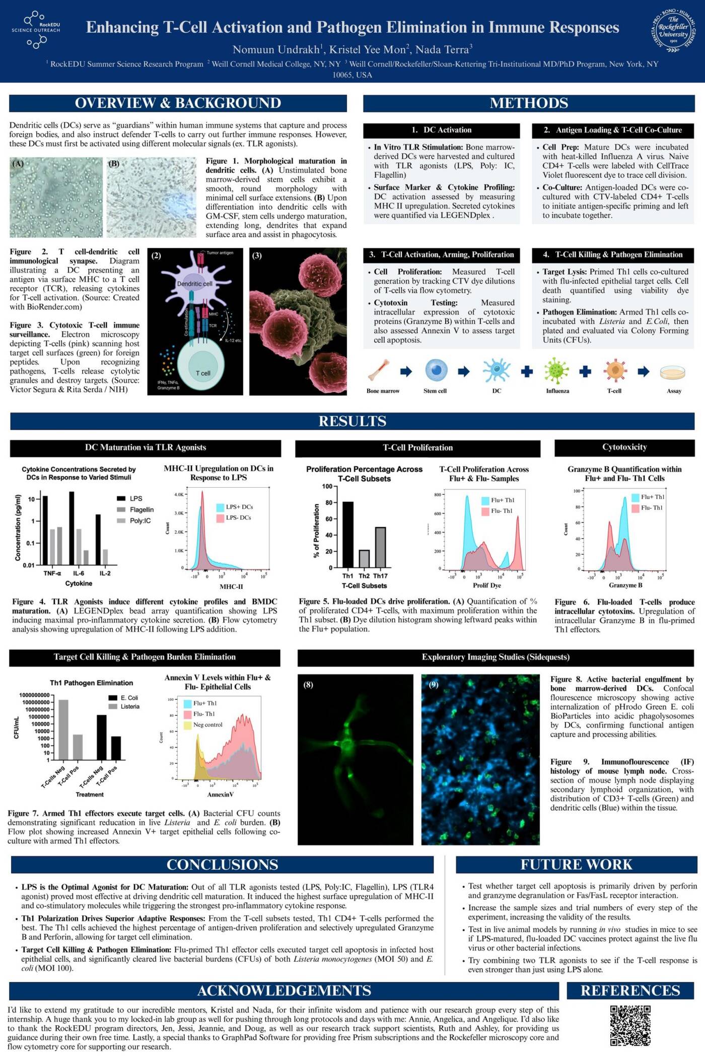 Enhancing T-Cell Activation and Pathogen Elimination in Immune Responses