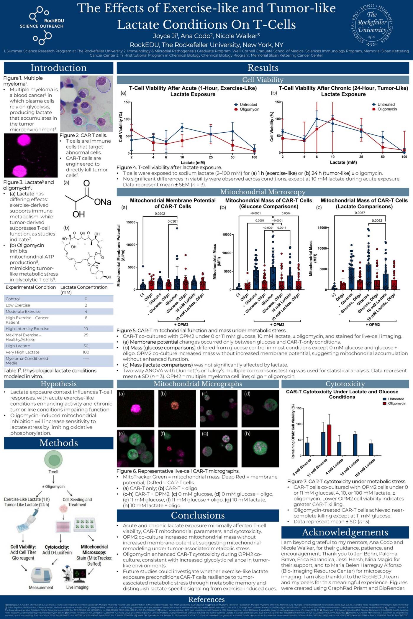 The Effects of Exercise-like and Tumor-like Lactate Conditions on T-Cells