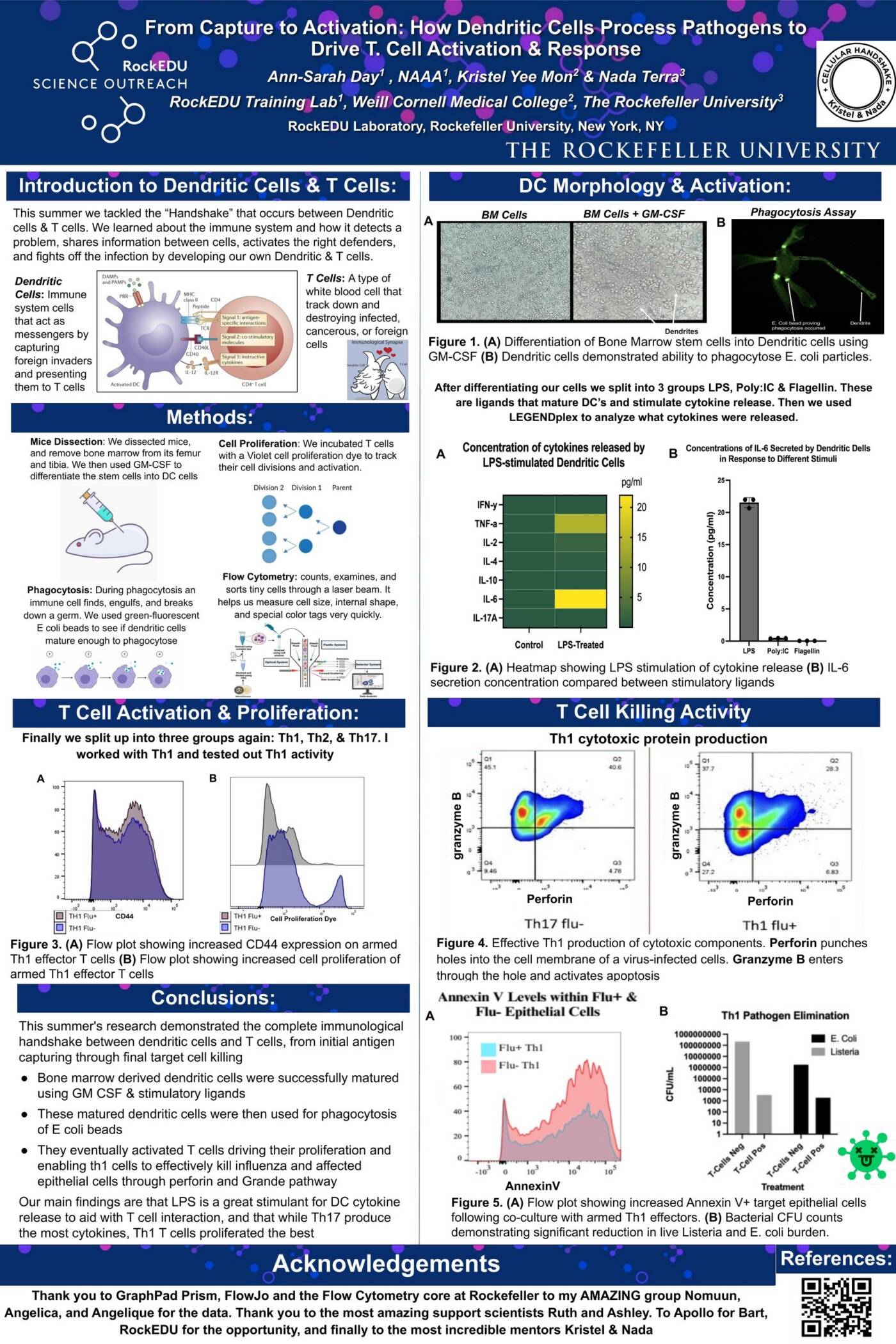 From Capture to Activation: How Dendritic Cells Process Pathogens to Drive T. Cell Activatipn & Response