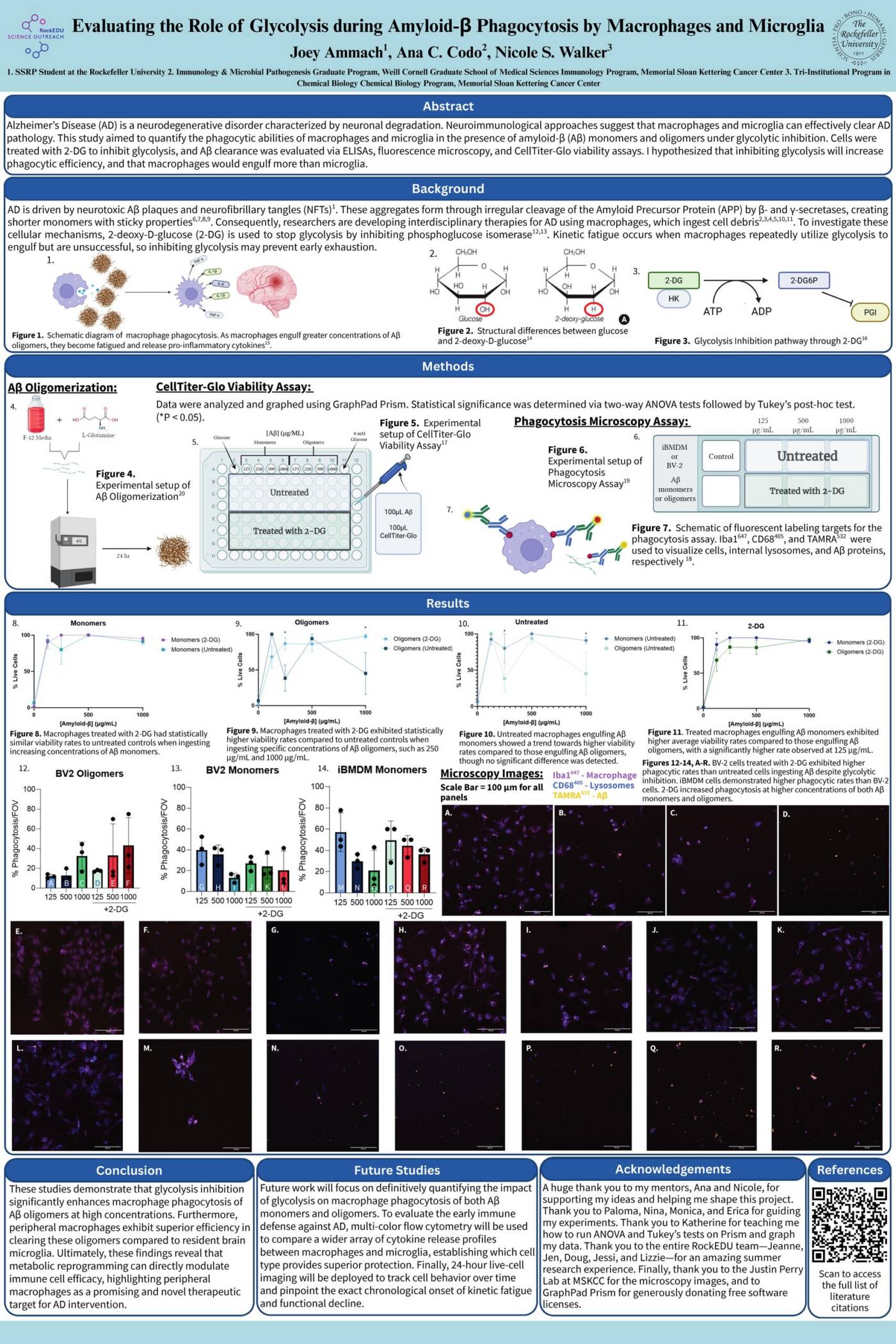 Evaluating the Role of Glycolysis during Amyloid-β Phagocytosis by Macrophages and Microglia