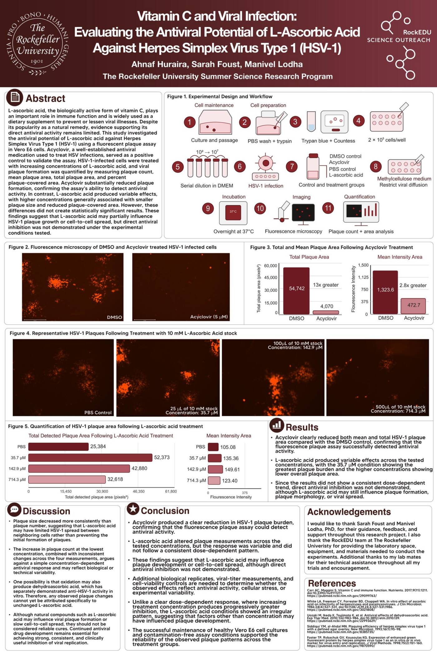 Vitamin C and Viral Infection: Evaluating the Antiviral Potential of L-Ascorbic Acid Against Herpes Simplex Virus Type 1 (HSV-1)